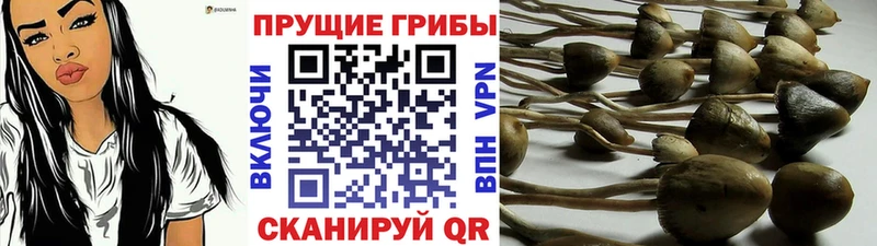 где купить наркотик  ссылка на мегу tor  Галлюциногенные грибы мухоморы  Вихоревка 